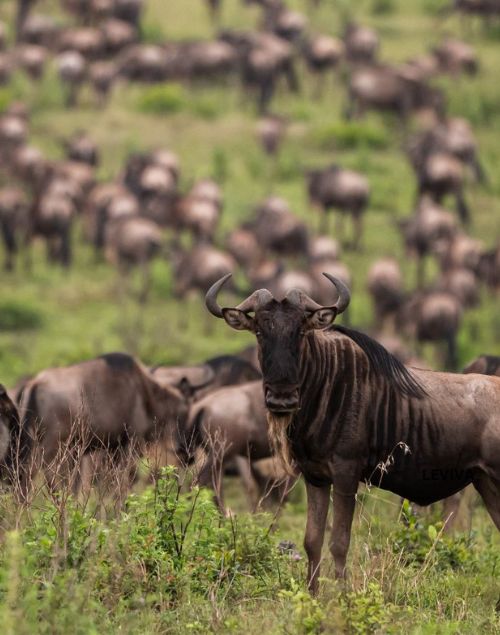 Serengeti