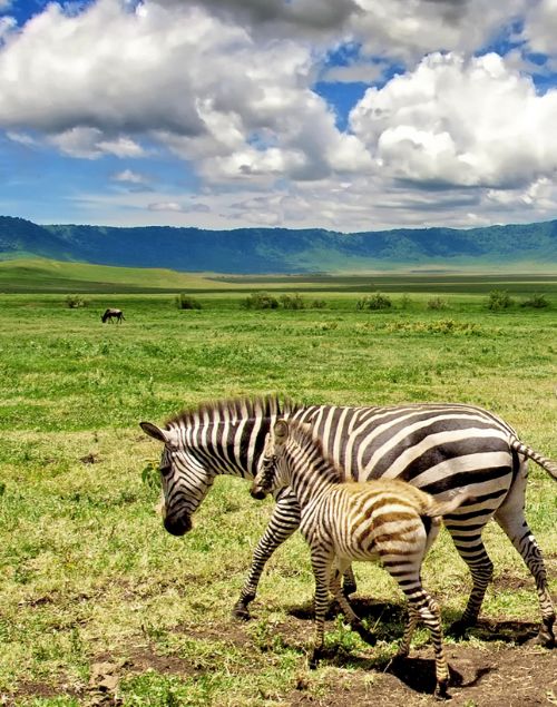 Ngorongoro