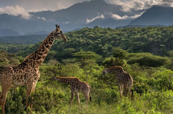 Arusha Safari