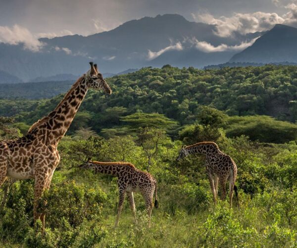 Arusha Safari