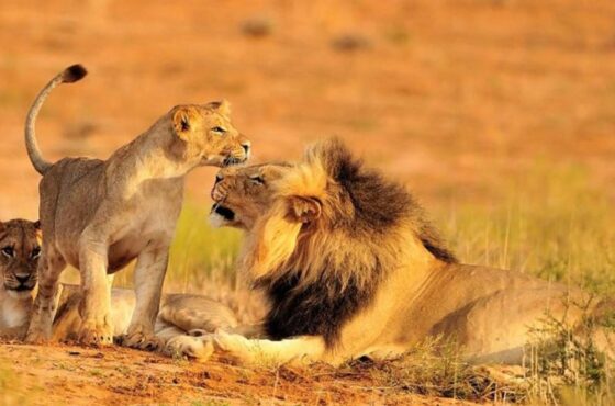 5 Days Signature Safari