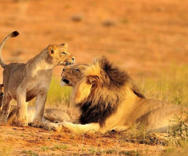 5 Days Signature Safari