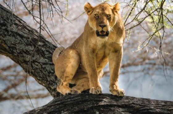5 Days Enchanting Safari