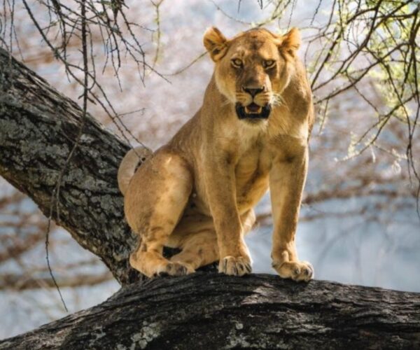 5 Days Enchanting Safari