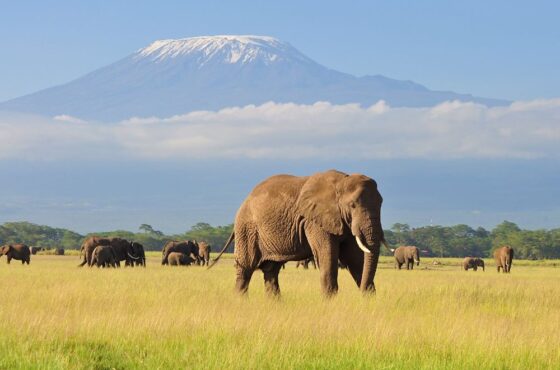 5 Days Ngorongoro Safari