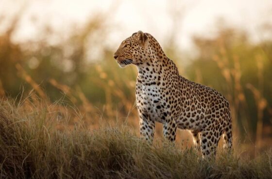 6 Days Family Safari