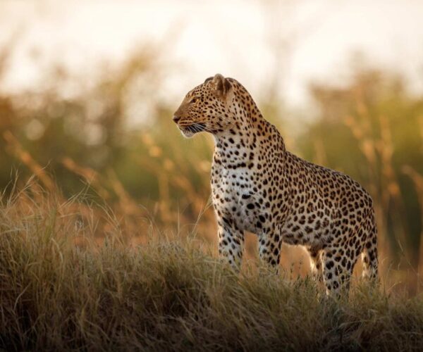 6 Days Family Safari