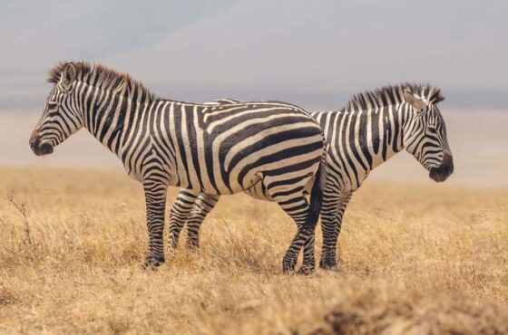 7 Days Best of Africa Safari