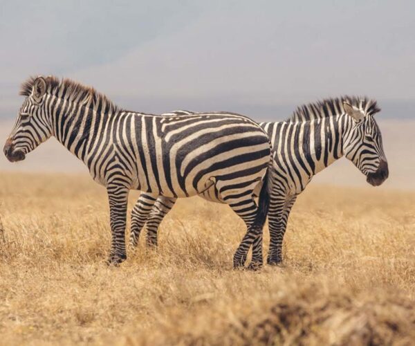 7 Days Best of Africa Safari