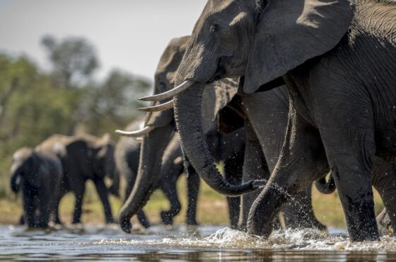 8 Days Classic Safari