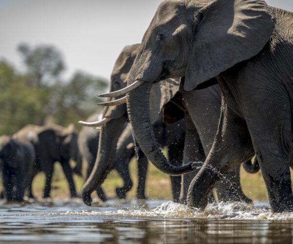 8 Days Classic Safari