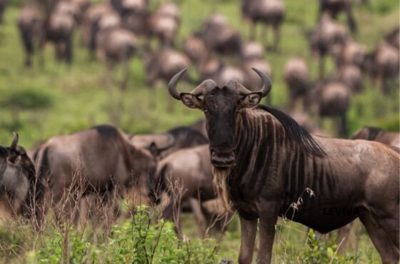 7 Days Across the Wild Safari