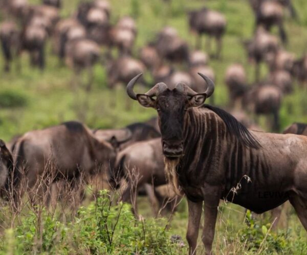 7 Days Across the Wild Safari