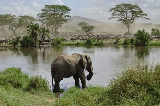 6 Days Dream of Africa Safari