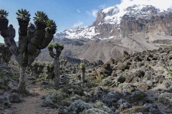 Kilimanjaro Hiking Lemosho Route 9 Days