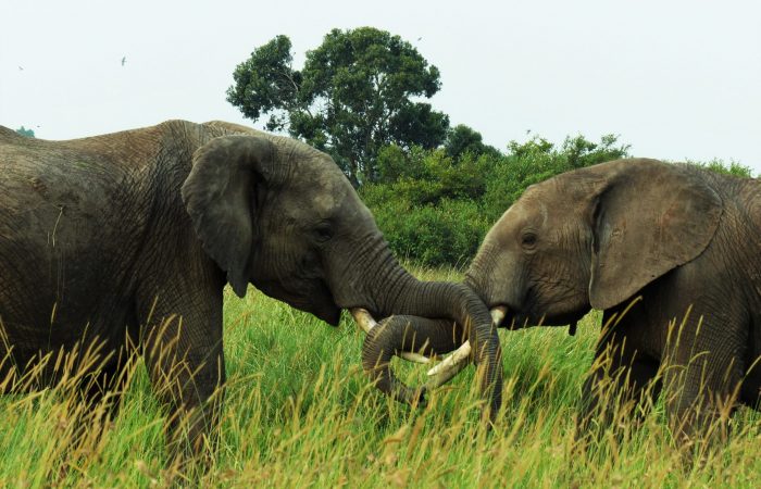 Elephant fighting in the Tanzania Safaris_Traversing East Africa