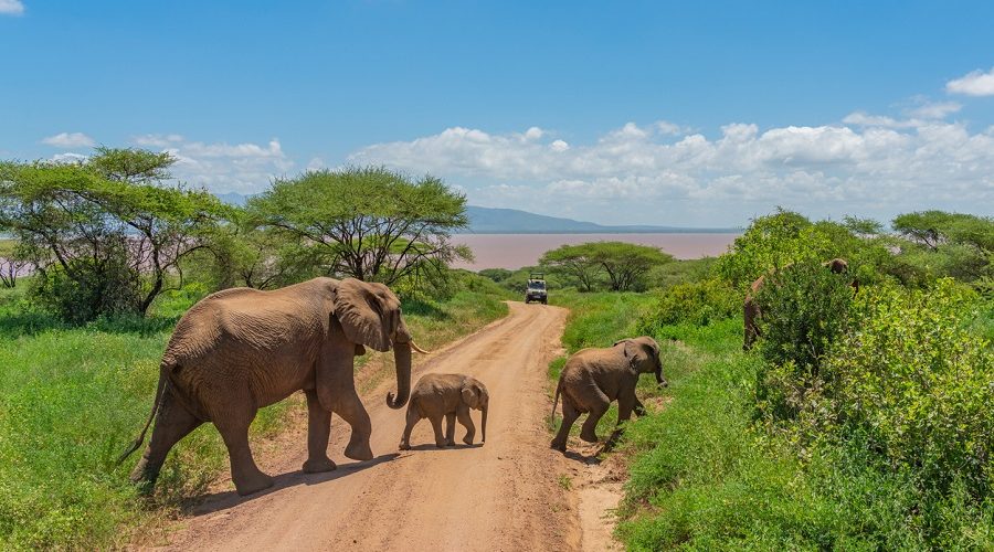 African bush elephants (Loxodonta Africana) with here baby walking through a road in the Tarangire National Park, Tanzania.