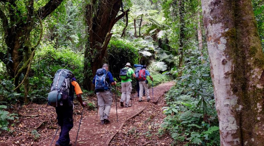 Forest walk, on mount Kilimanjaro