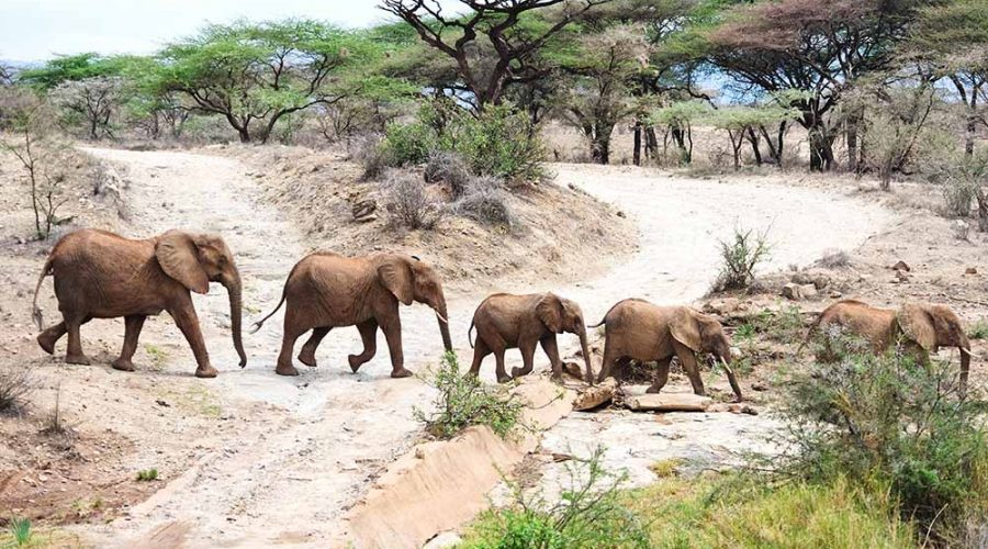 12296062 - african elephant in the wild,tanzania